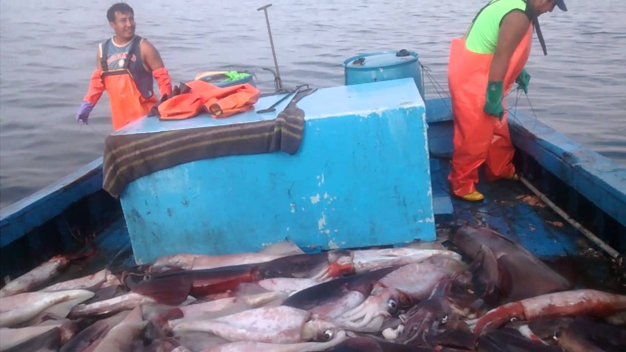 Pesca de pota en paita.