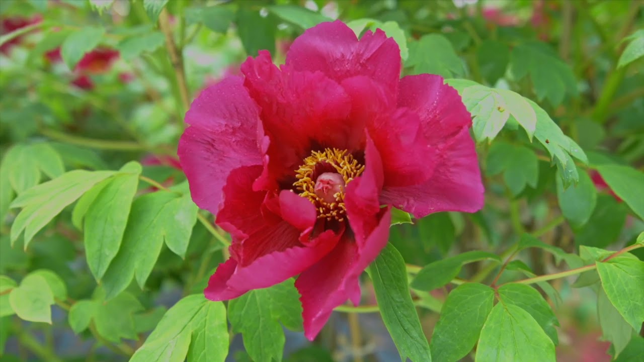 須賀川牡丹園 2019.05