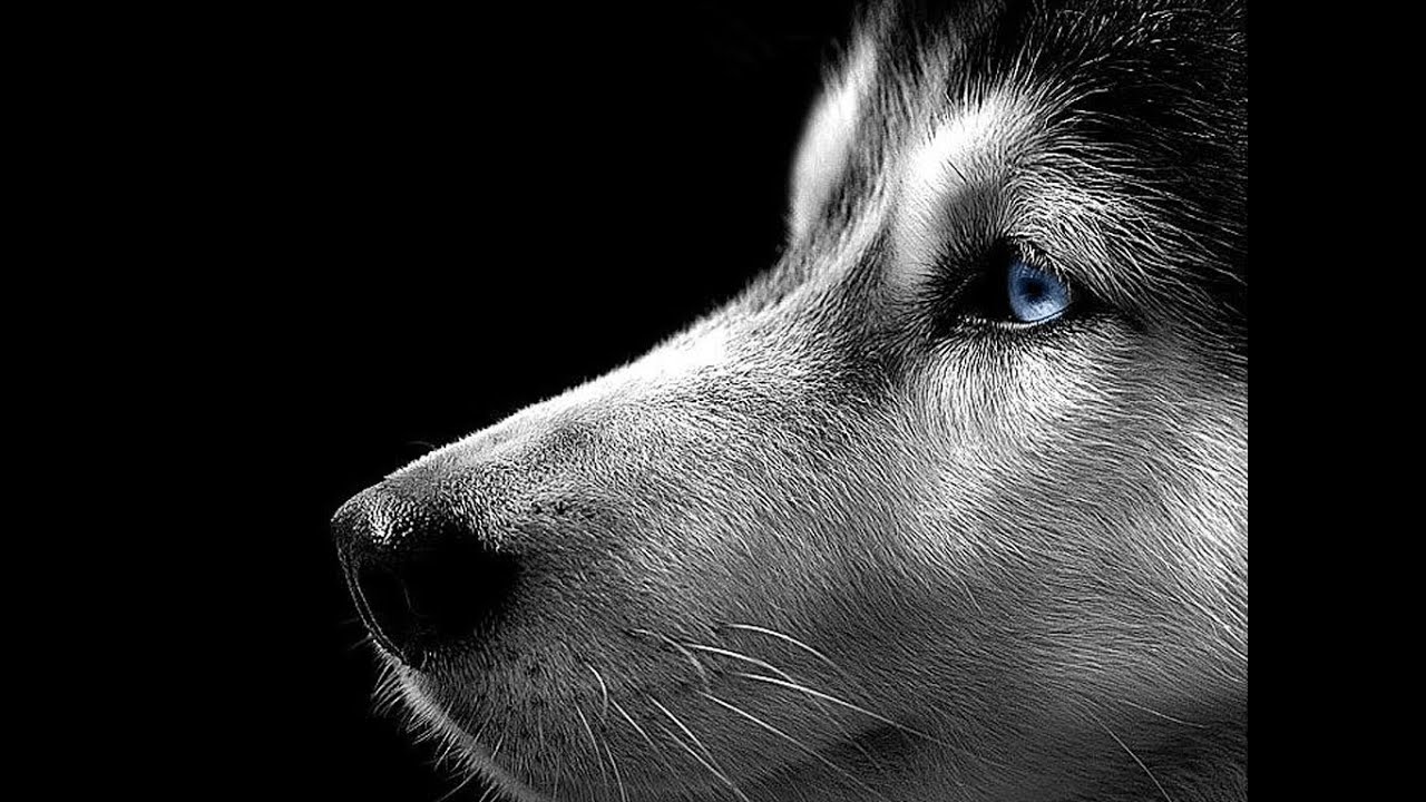 Dogs 101  - Siberian Husky