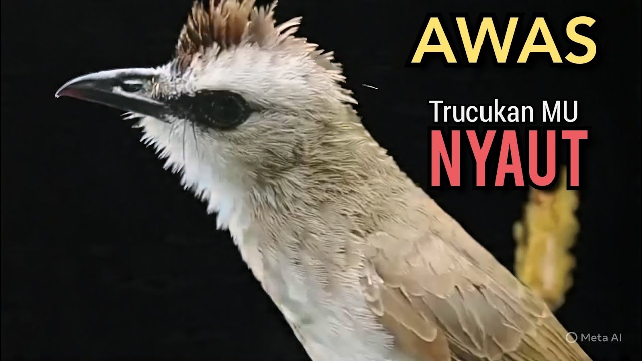TRUCUKAN OMBYOKAN TRUCUK BAHAN PAUT BISU PASTI BUNYI DENGAR SUARA TRUCUK GACOR NGALAS NGROPEL INI ‼️