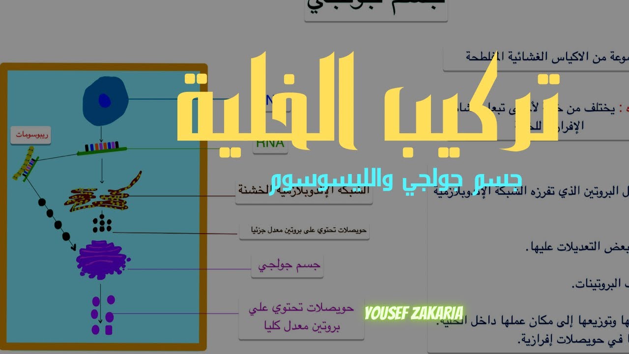 جسم جولچي والليسوسوم