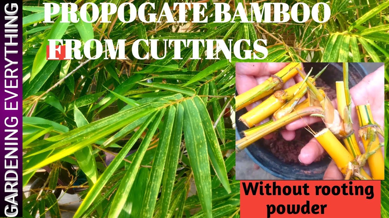 Propogate bamboo from cuttings| Golden Bamboo| without rooting hormone| @Gardening Everything