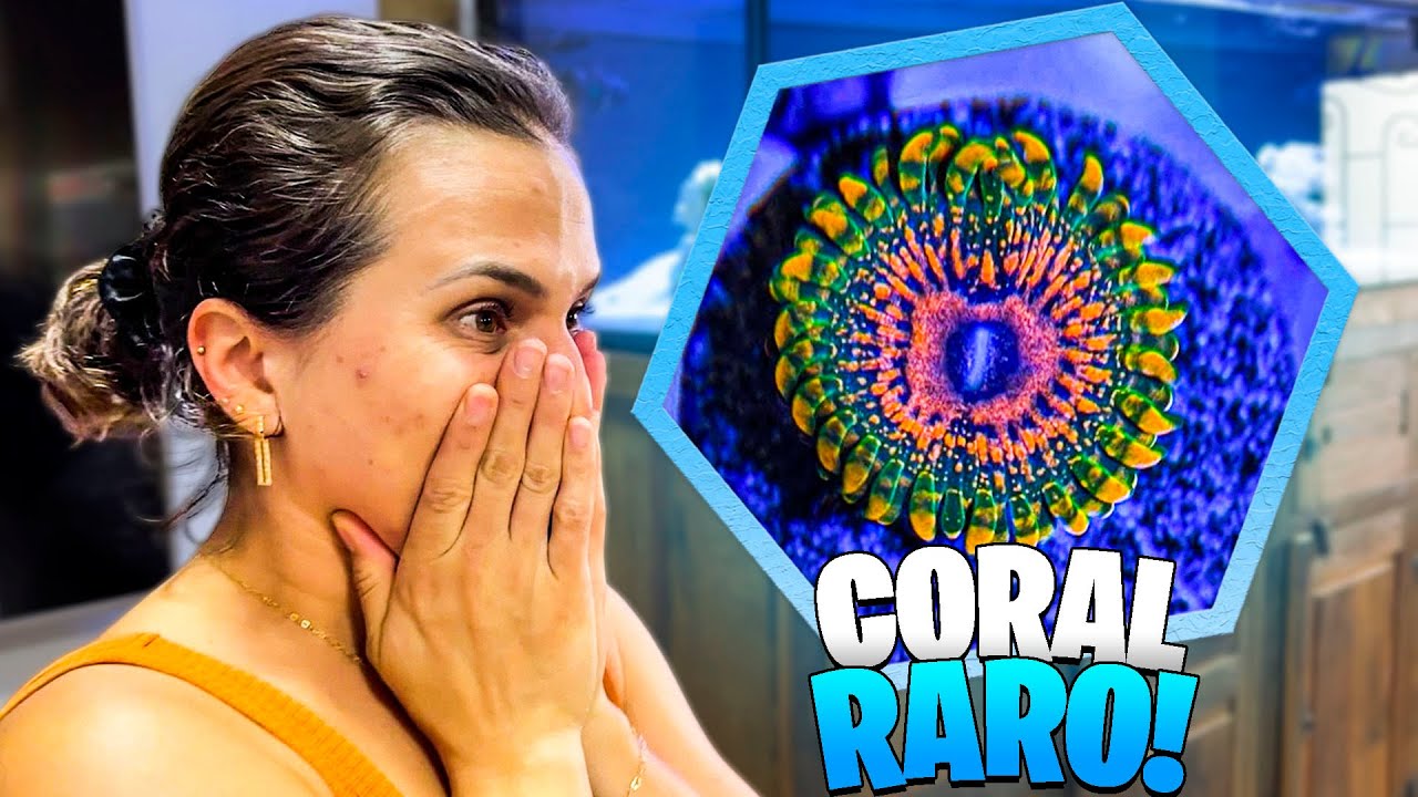 GANHOU UM CORAL RARO DE 1800 REAIS - GRAND MASTER KRAKATOA