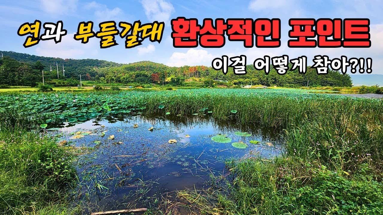 붕어낚시꾼 나래붕어 연과부들갈대 환상적인 포인트 이걸 어떻게 참아??!!