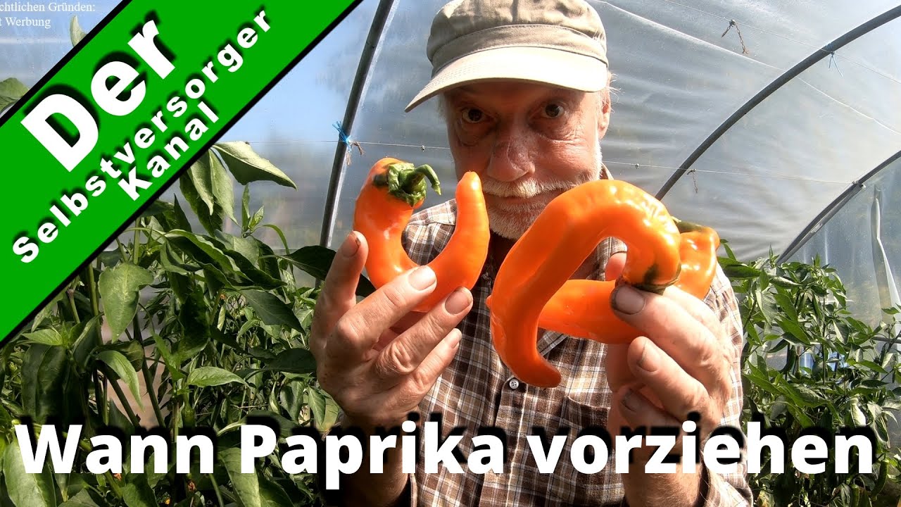 Lohnt eine sehr frühe Anzucht von Paprika? Ich habe es ausprobiert.