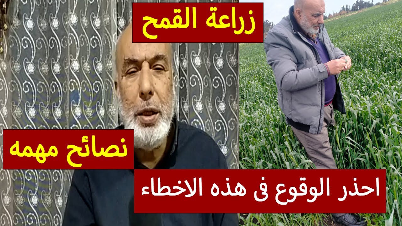 زراعة القمح | زراعة القمح وتجهيز التقاوي بطريقة صحيحة |  كيف تحصل علي انتاج عالي