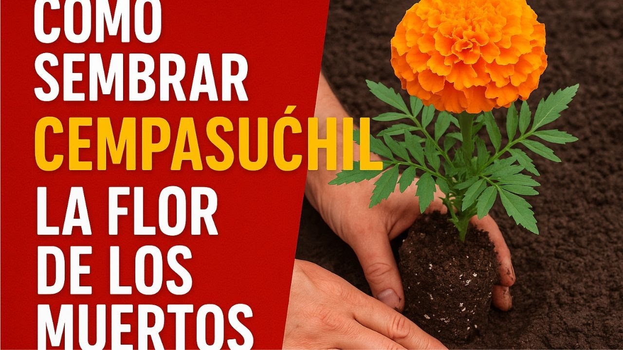 🌼 ¡Haz que tu hogar florezca! Aprende a sembrar cempasúchil desde cero