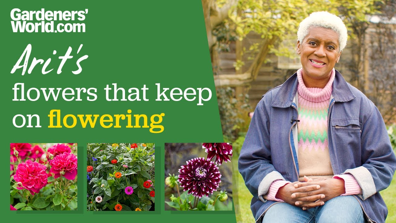 5 plants that flower ALL summer long | Arit Anderson