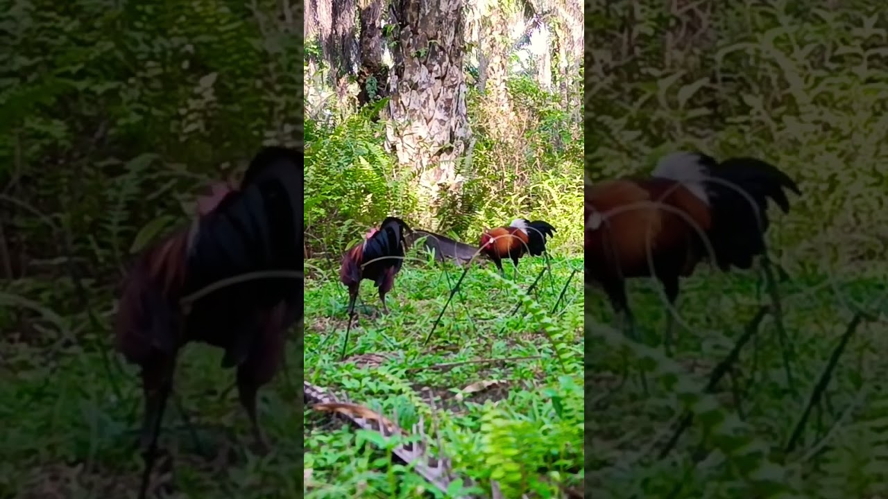 SENANGNYA MIKAT AYAM HUTAN KALAU SEPERTI INI || PIKAT AYAM HUTAN BRUGO 35
