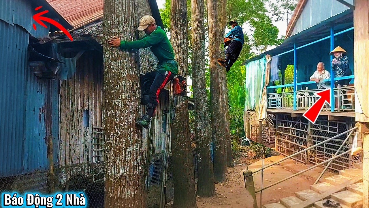 Cưa 2 Cây Sao Khủng Sát 2 Bên Nhà / Cutting down two huge Star Tree right next to the house | P249
