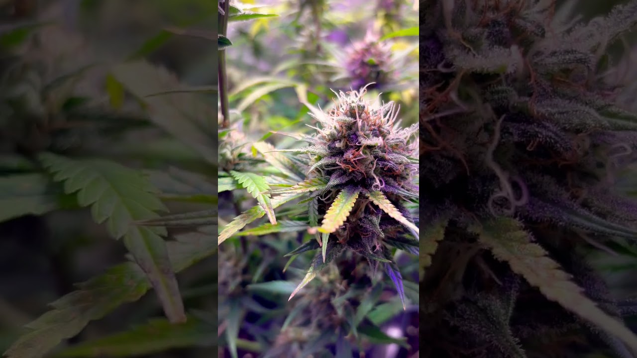 Cheese XXL Autoflower