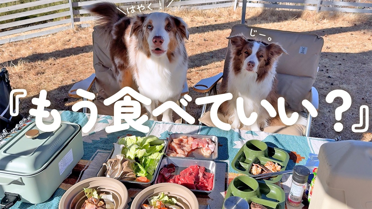 寒くても電気毛布でぬくぬく温めあう姉弟犬が可愛すぎました🥺✨【Jackery 3600 Plus】