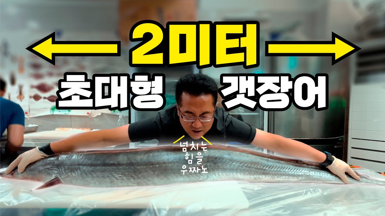 일반 갯장어의 100배 크기?! 괴물 갯장어 먹어보자!