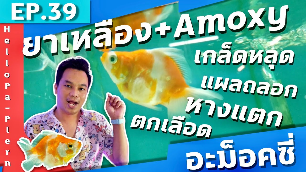 EP.39 ยาเหลือง อะม็อคซีซิลิน แผลหางแตกขาด เปื่อย เกล็ดหลุด l มือใหม่เลี้ยงปลา |ฮัลโหล พาเพลิน