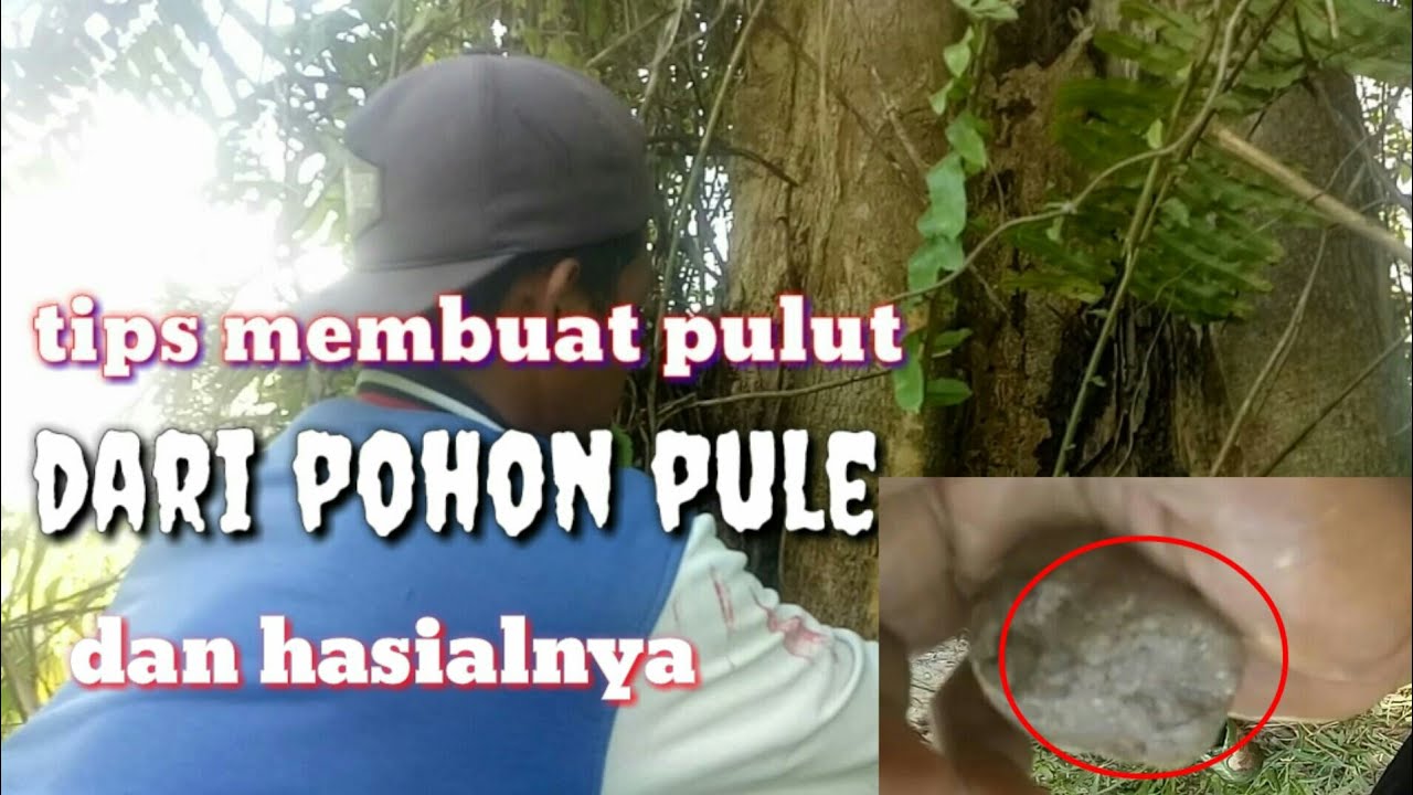 CARA MUDAH MEMBUAT PULUT DARI GETAH POHON PULE