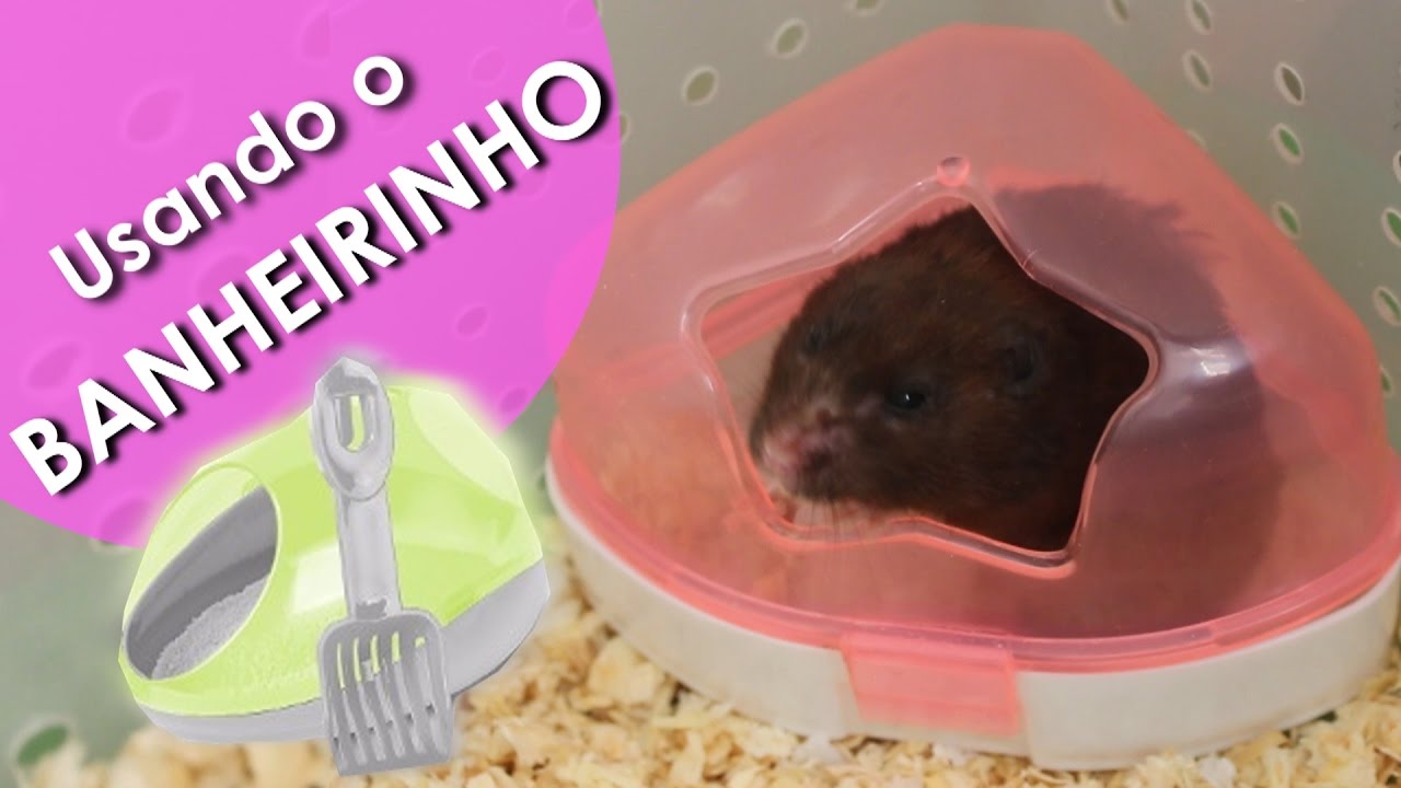 Como ensinar o hamster a usar o banheirinho!