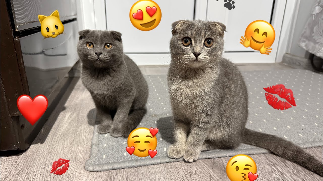 Cute Gray Kittens Playing Together – Adorable Cat Video to Melt Your Heart