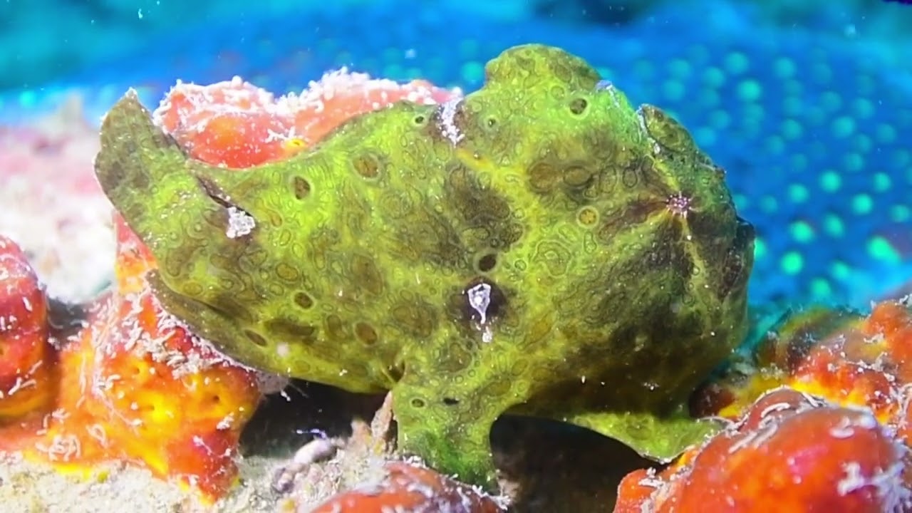 Weekend Dive at Tunku Abdul Rahman Park, Kota Kinabalu, Sabah