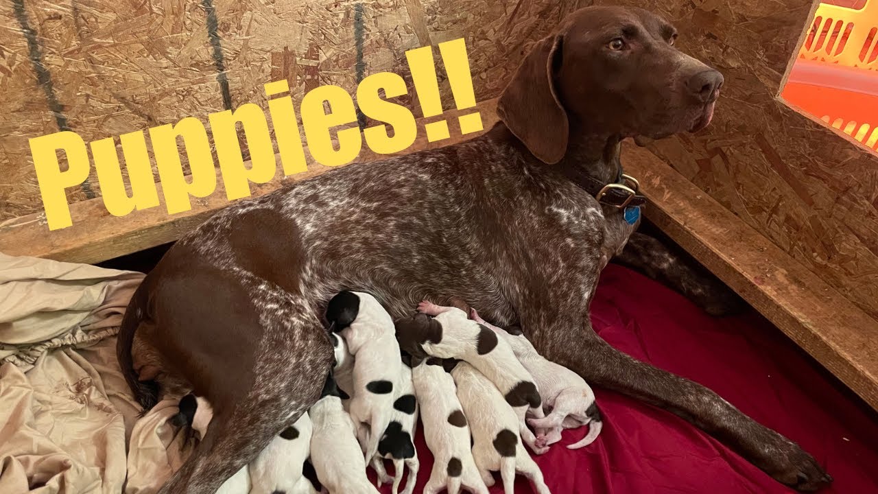 Live Puppy Birth & Dog Laboring Process - German Shorthaired Pointer Delivering 12 Puppies