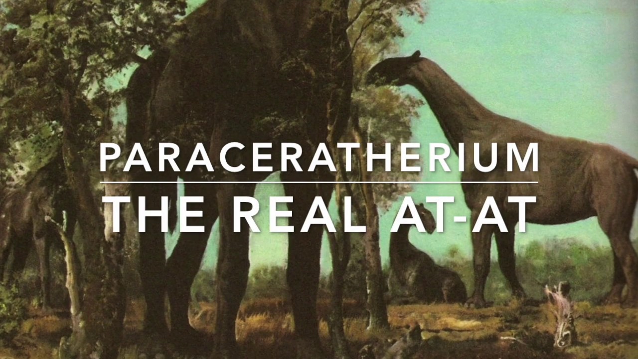 Paraceratherium: The Real AT-AT