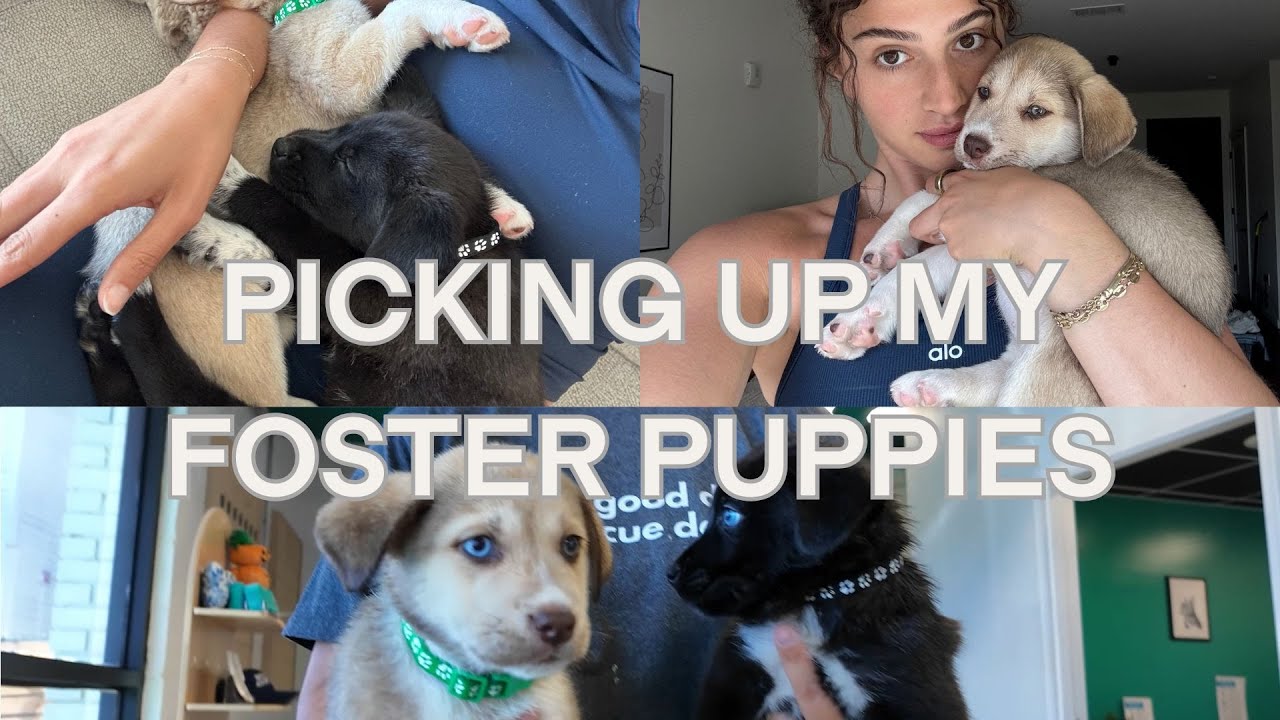 VLOG: picking up and taking care of 7 week old foster puppies!!