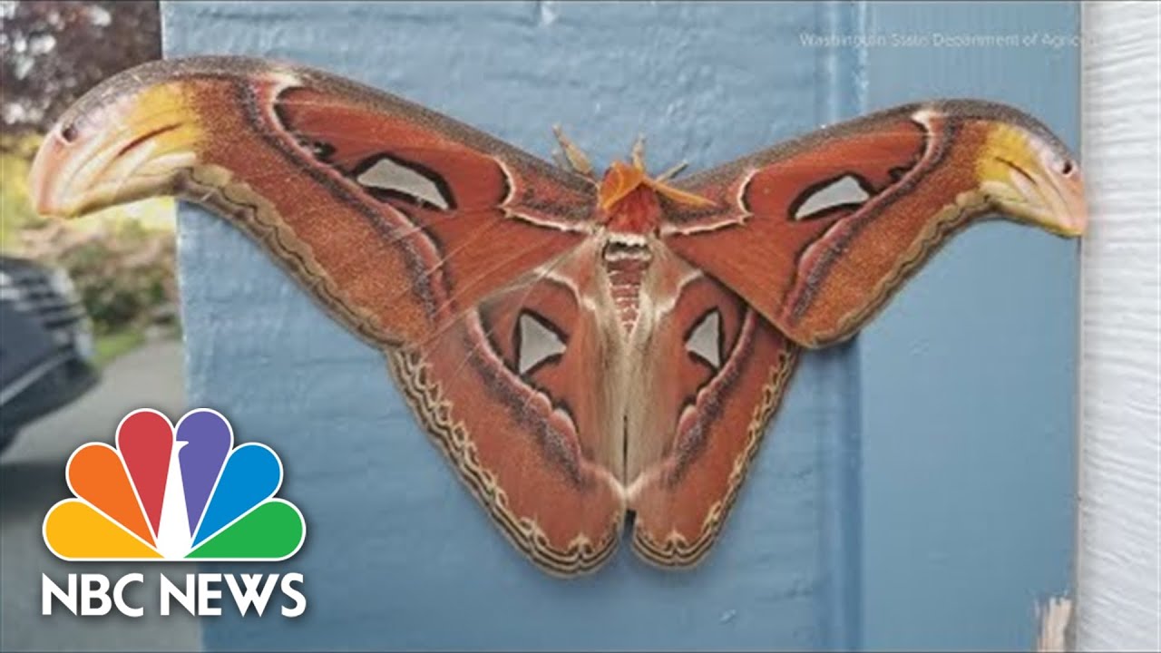 World's Largest Moth Species Found In Washington State