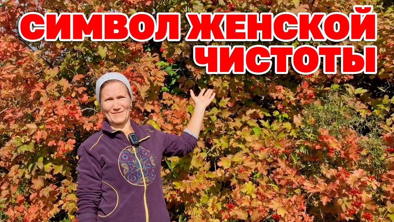 СОХРАНИТ ЖЕНСКОЕ ЗДОРОВЬЕ УКРЕПИТ СЕРДЦЕ ОЧИСТИТ ПЕЧЕНЬ УДИВИТЕЛЬНЫЕ СВОЙСТВА КАЛИНЫ@О жизни и здоровье с Марусей