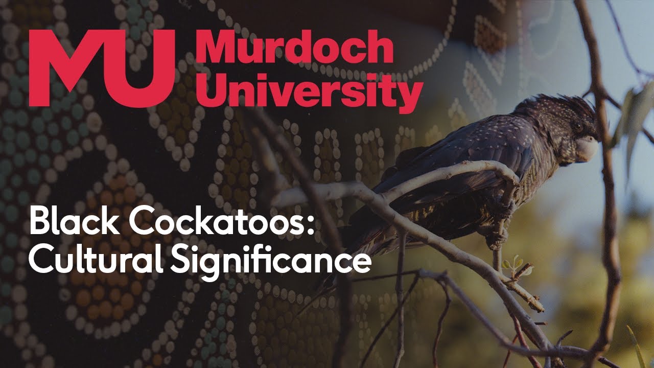 Black Cockatoos: Cultural Significance
