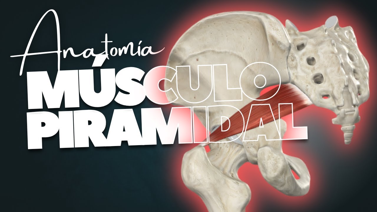 🔥 MÚSCULO PIRAMIDAL en 10 minutos | Origen, inserción, acciones [2025]