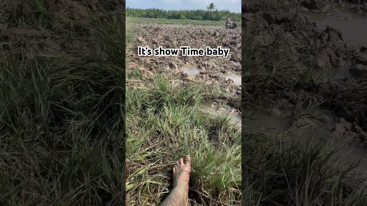 Choosing to Stay in🇲🇲 #hardwork #selfimprovement  #zawyemoe #myanmar #farmer #farming #rice