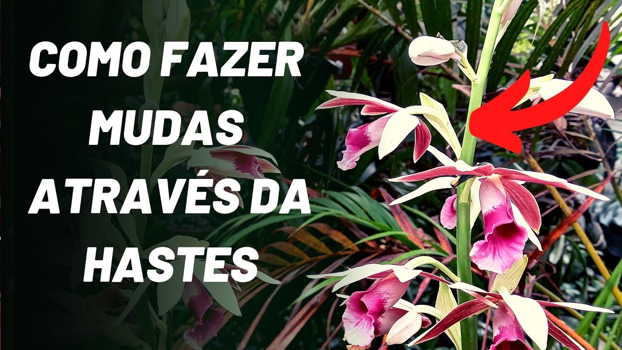 COMO FAZER MUDAS DA ORQUÍDEA CAPUZ DE FREIRA ATRAVÉS DA HASTE FLORAL | PHAIUS TANKERVILLEA