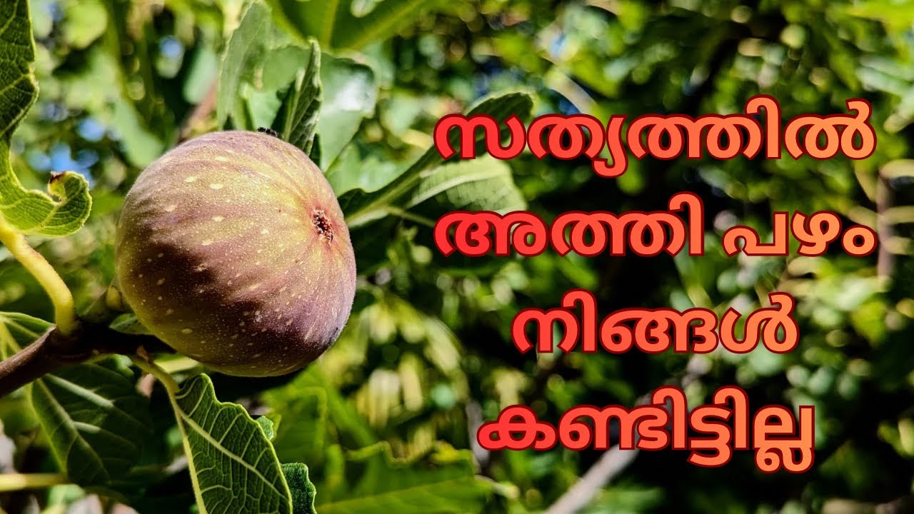 യഥാർത്ഥ അത്തിപഴം ഇതാണ്.നിങ്ങൾ ഇത് കണ്ടിട്ടുണ്ടോ❓ഇത് കഴിച്ചിട്ടുണ്ടോ@Kisan-stories 