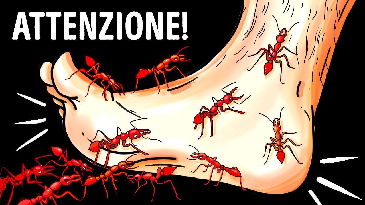 14 Insetti Pericolosi Che Strisciano Sotto I Tuoi Piedi