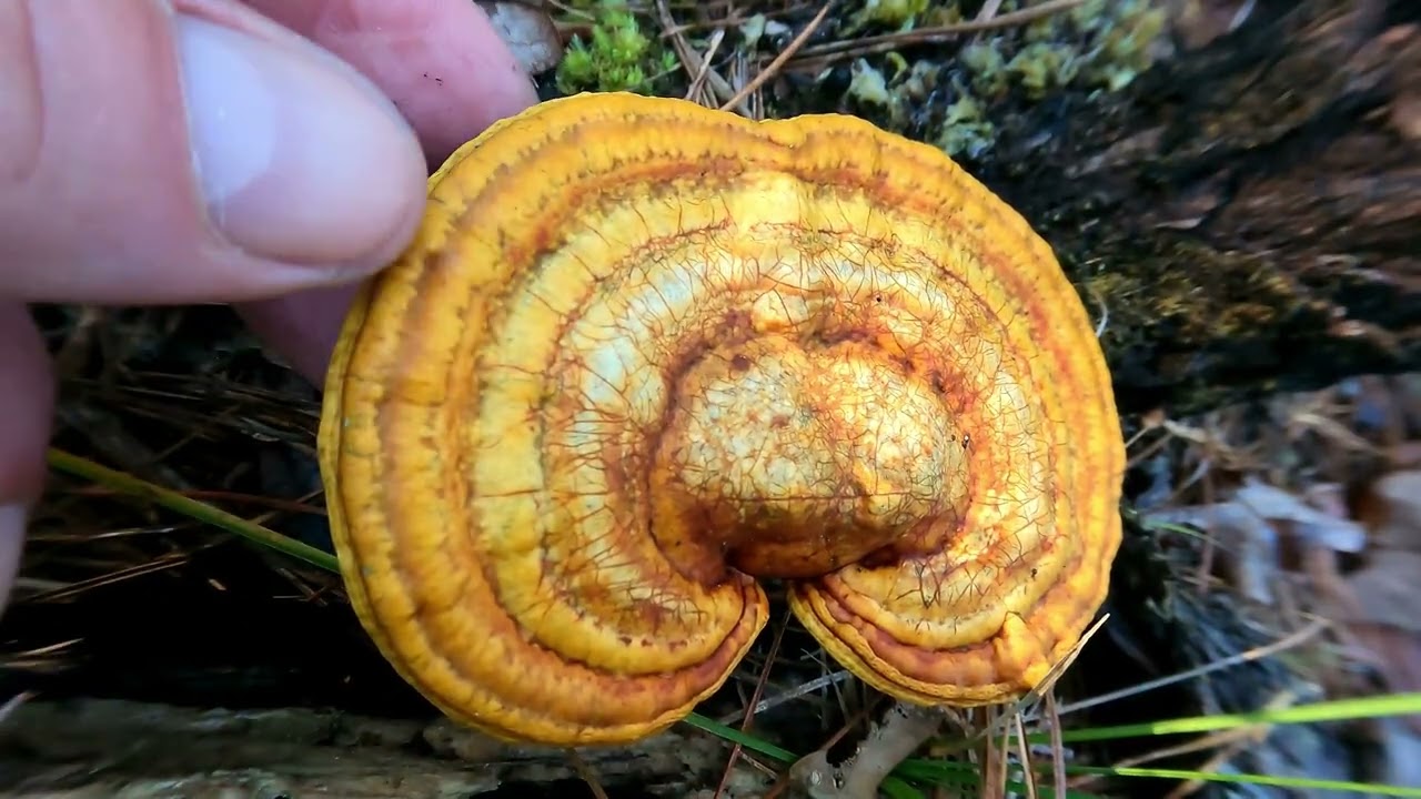 Extraordinary Mushrooms Of The Pinelands #naturephotography #outdoors