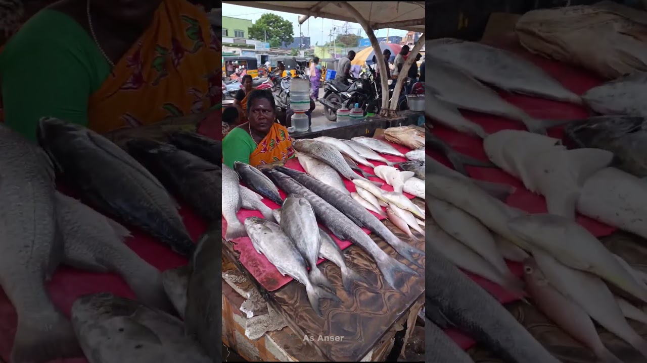 😱₹600 Sheela Fish || Kasimated Fish Market || As Anser #fish #kasimedu #chennai
