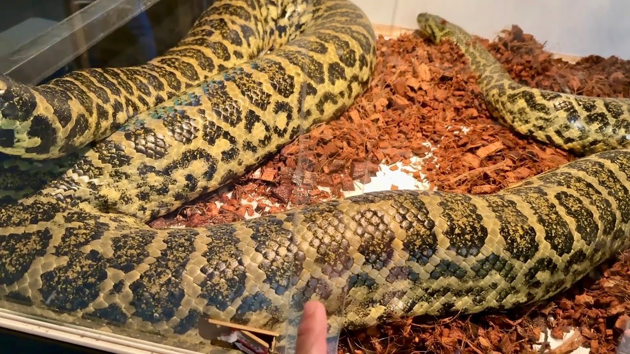 デカすぎるヘビも展示している【千葉県、幕張にある爬虫類ショップ】に探していたトカゲがいたのでお迎えしてきました！