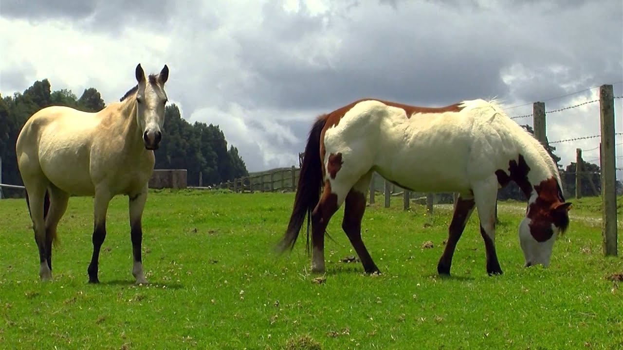 Sistema Digestivo de Caballos y Nutrición  - Tv agro By Juan Gonzalo Angel