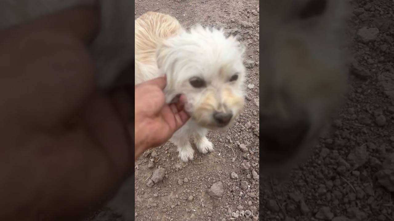 Çöpe terk edilen garibin hayatı bugün yeni yuvası için antalyaya gitti ❤️❤️
