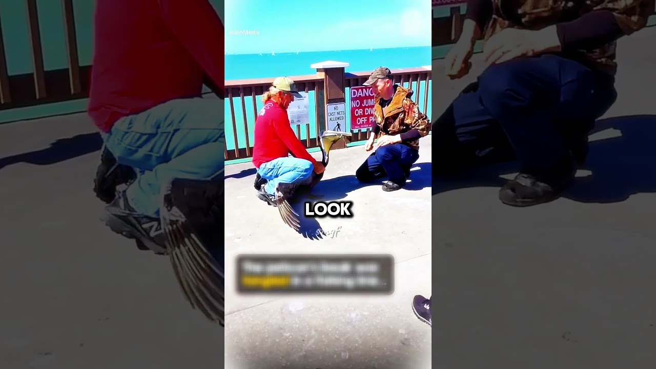 Man Rescues Pelican With Dangerous Fishing Line Wrapped Around Beak #rescue #wildlife #usa
