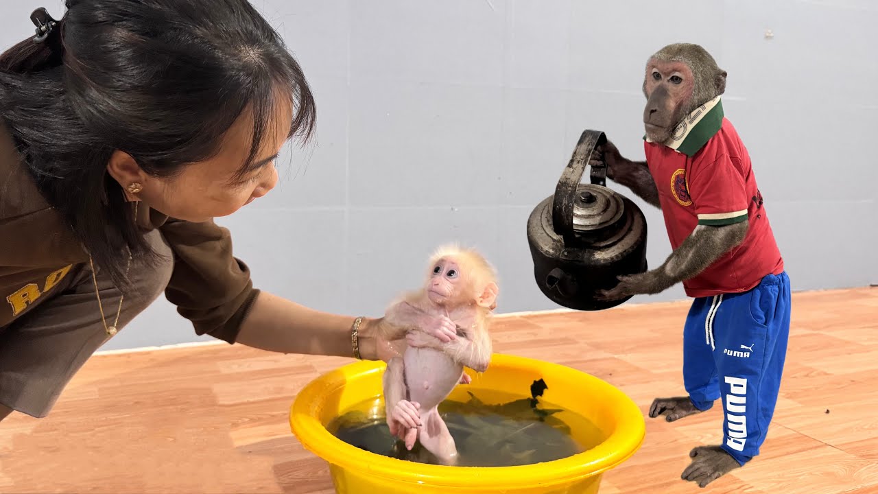 Poor baby monkey came running cry Mom and brother ABU for bath!