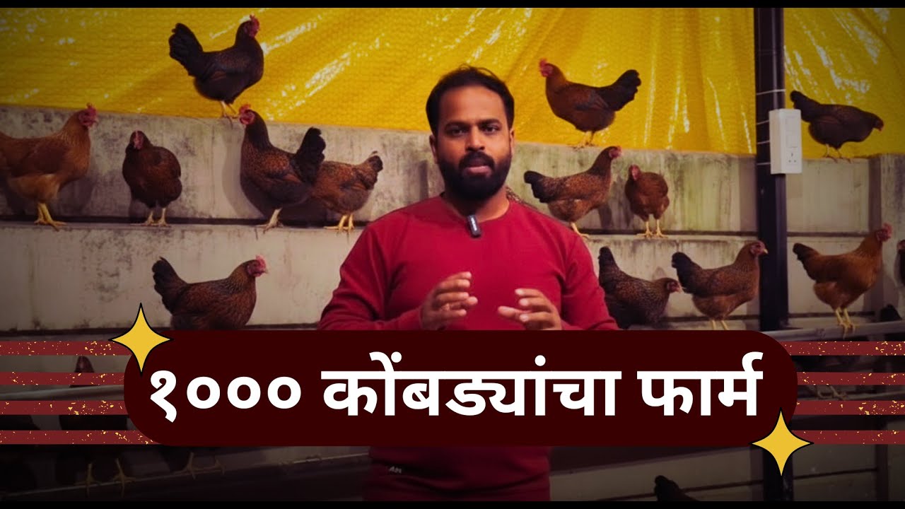१००० कोंबड्यांचा फार्म