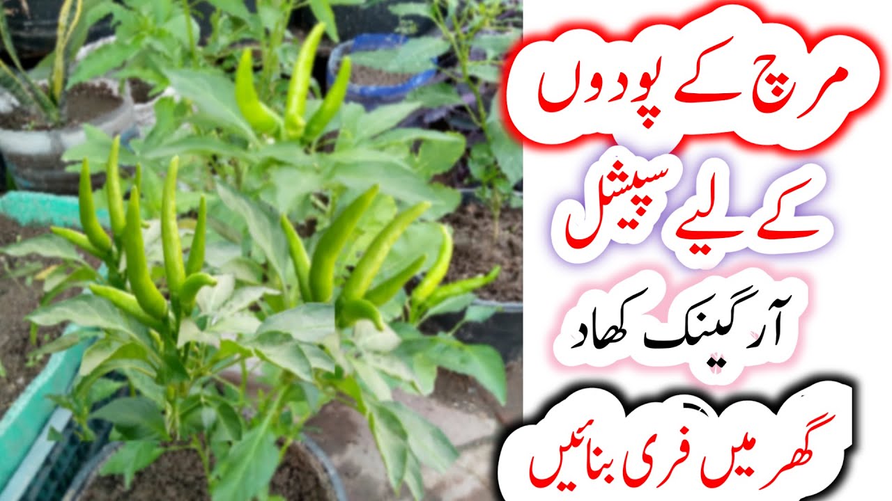 Homemade organic fertilizer for chilli plant|mirch k pode k liye special khad