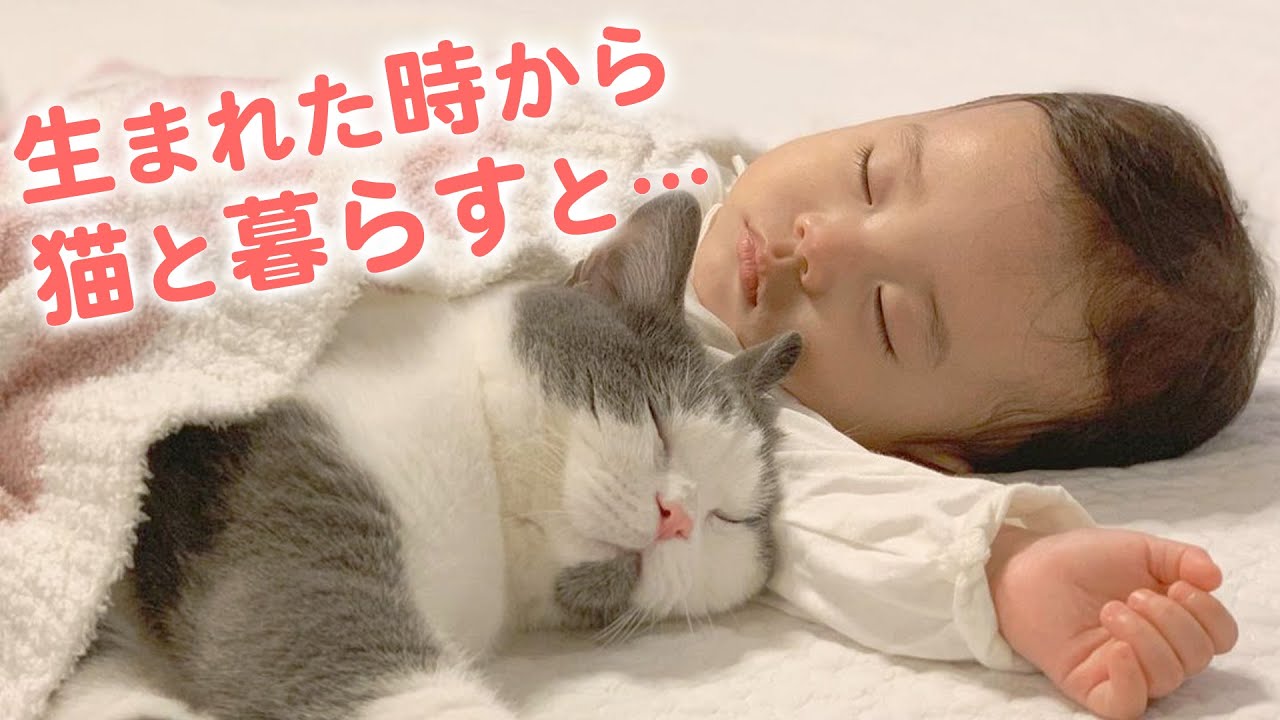 我が家の妹は小さな「猫好き」さん♡ 女の子と二匹のニャンコの毎日
