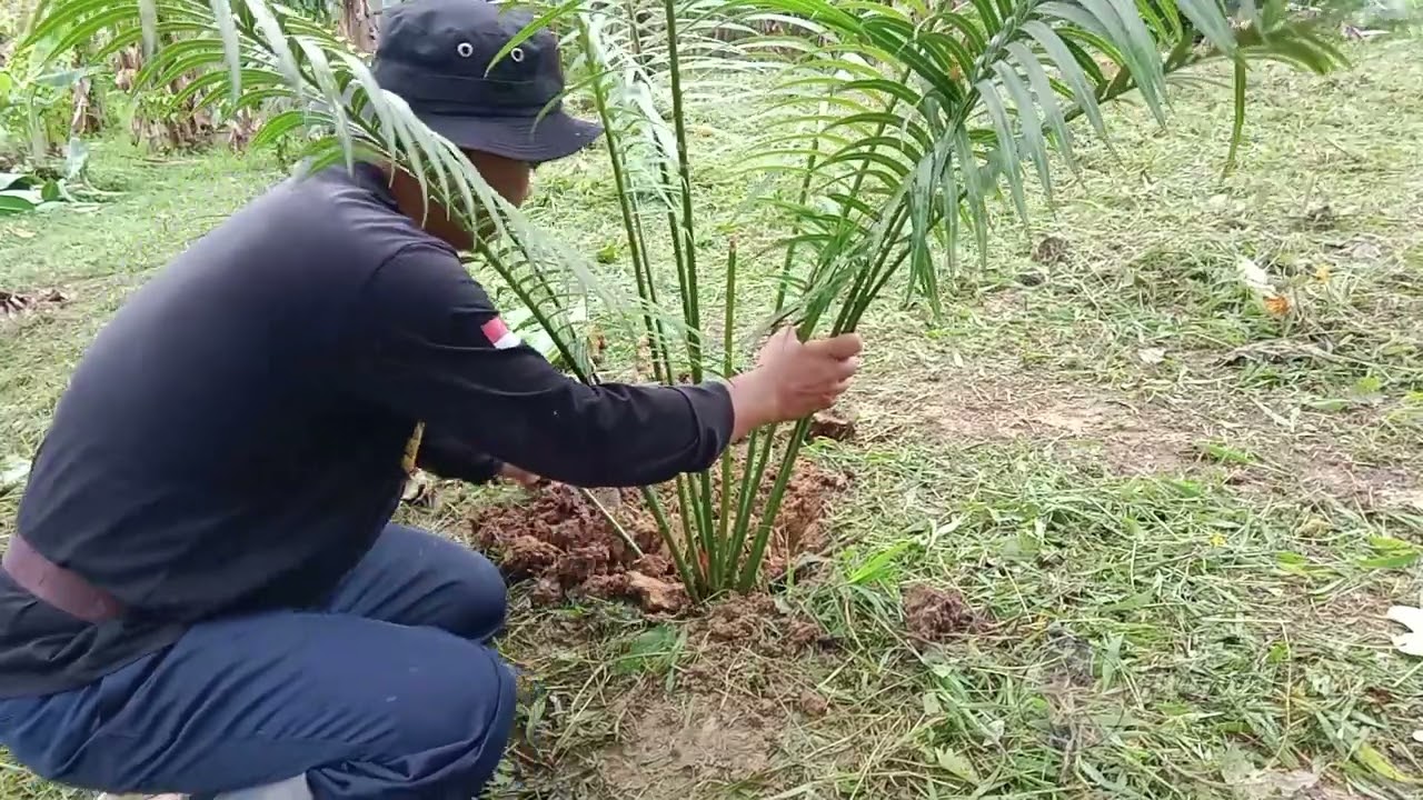 Pindahkan Pohon Palem & Bersihkan Pisang! Lihat Perubahannya!
