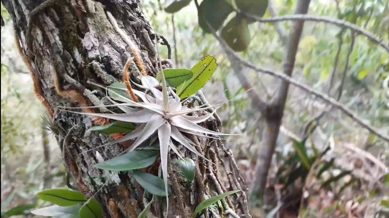 NA NATUREZA MUITAS TILLANDSIAS VEGETANDO EM PEDRAS/ TRONCOS / NA TERRA.