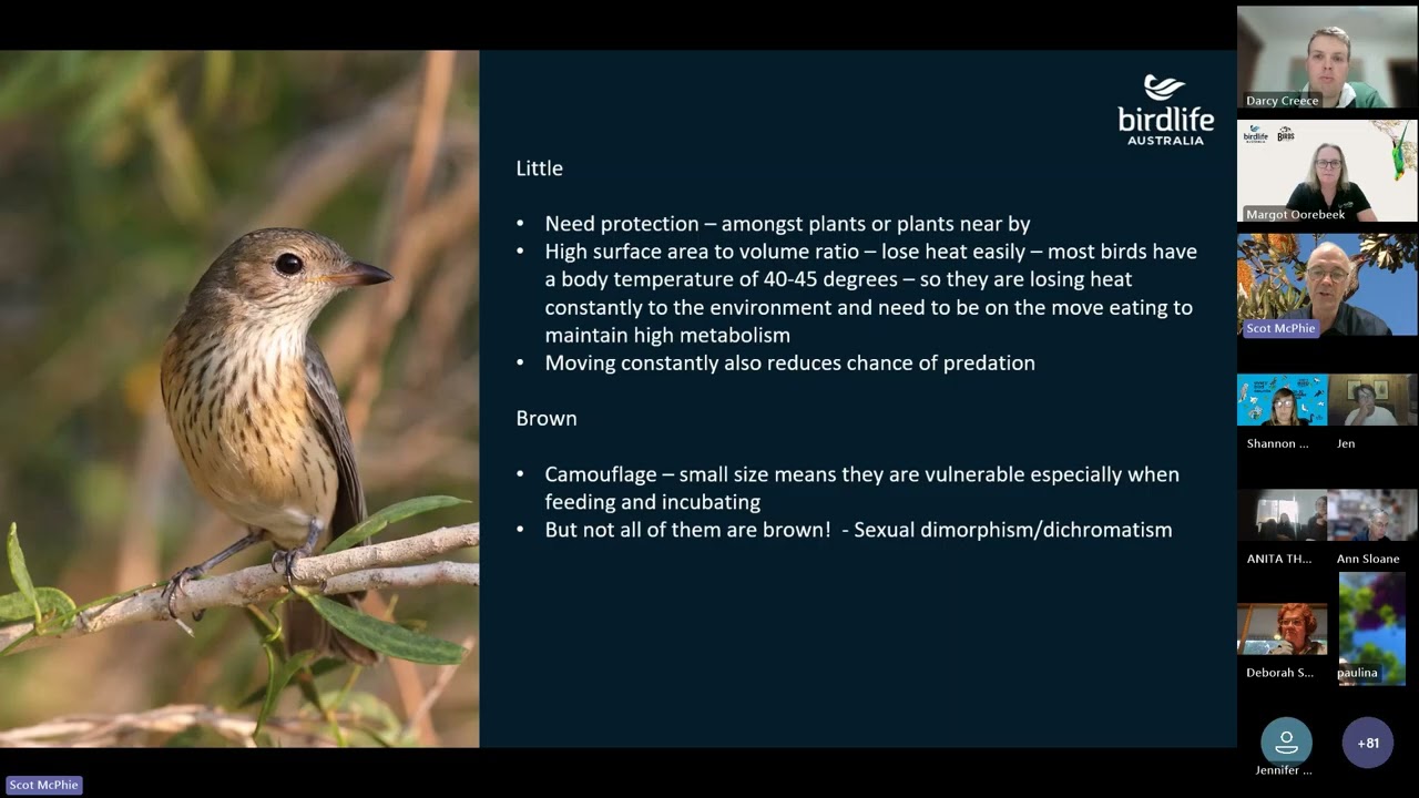 Your Birds on Farms Webinar: Little brown birds with Scot McPhie