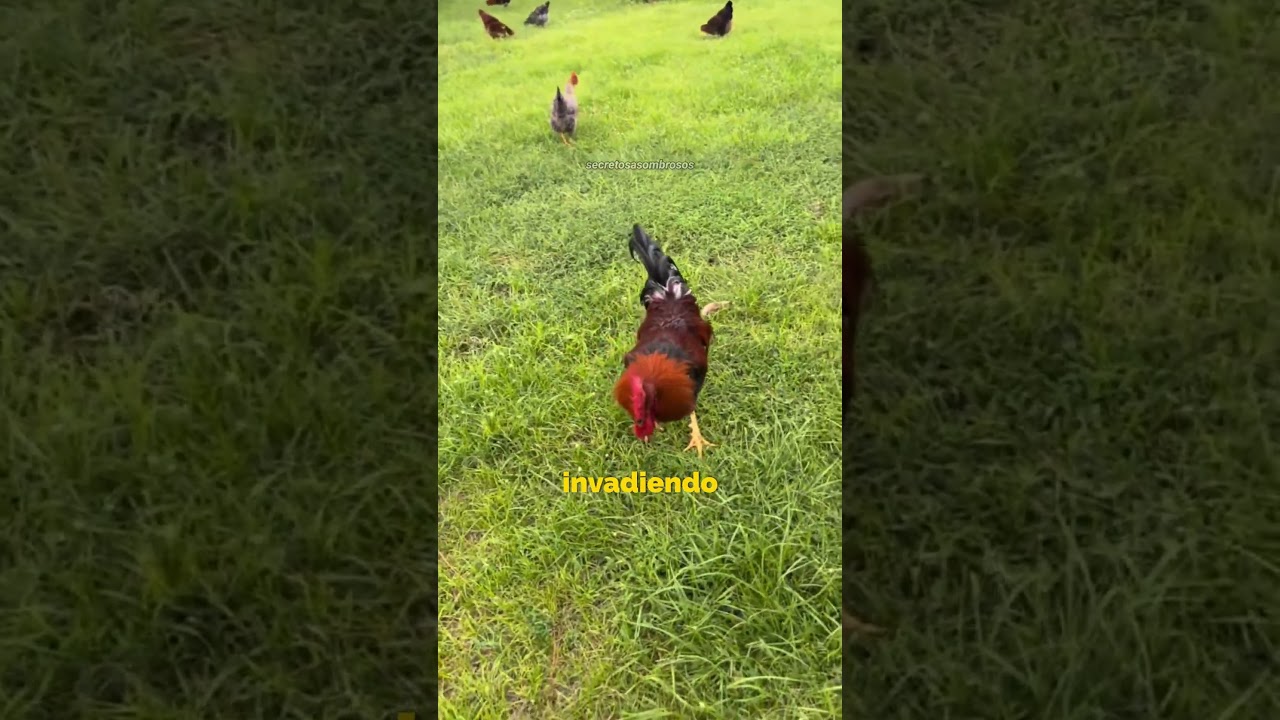 Personas que cometieron ERRORES con estos ANIMALES