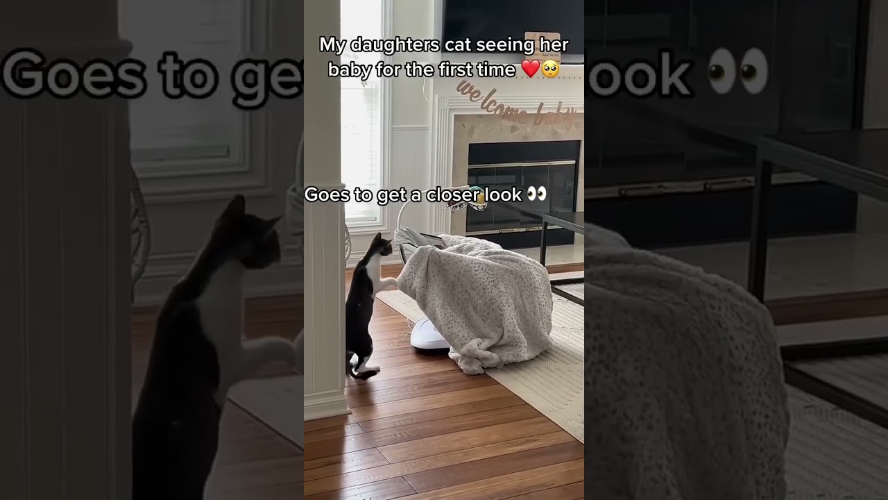 Cats Reaction is so cute