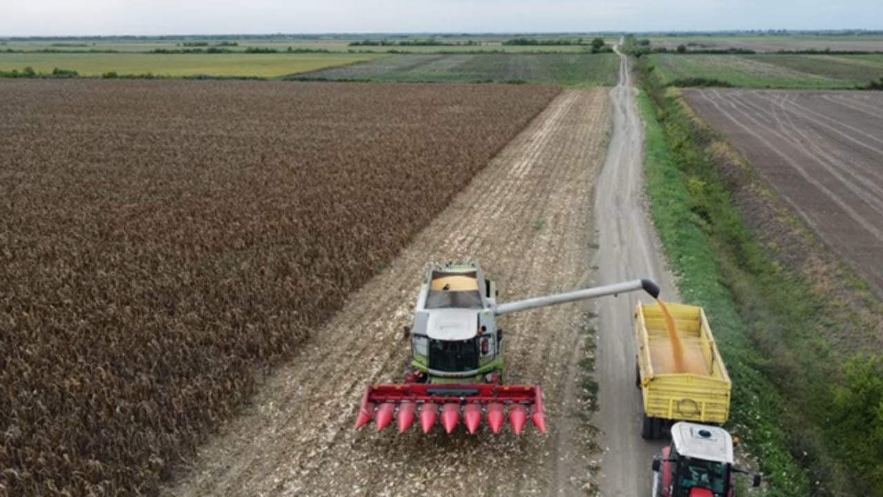 Kukorica betakaritás 2022 Biro Agrar  Žetva kukuruza 2022 Biro Agrar  Corn harvest 2022 Biro Agrar