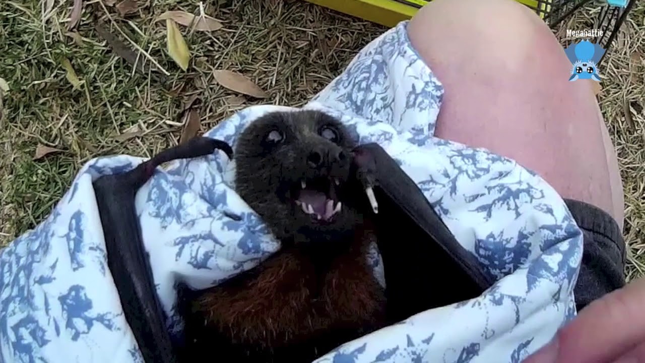 Rescuing a injured flying-fox in a tree:  this is Lucia